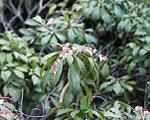 pic00009-w600.jpg