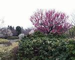 pic00022-w600.jpg