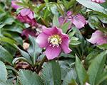 pic00028-w600.jpg