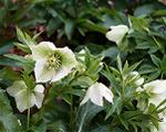pic00029-w600.jpg