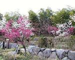pic00039-w600.jpg