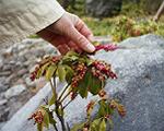 pic00043-w600.jpg